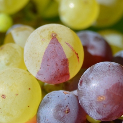 Roter Riesling Mutation